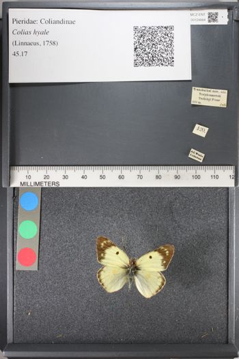Media type: image;   Entomology 124664